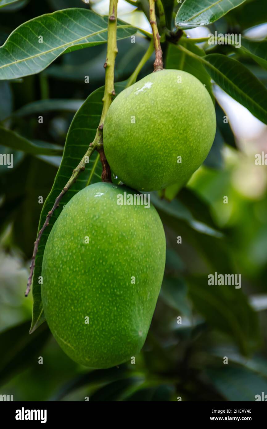 Zwei frische grüne unreife Mango auf dem Baum mit grünen Blättern, die auf dem Bauernhof hängen. Geeignet für gesunde, Natur und leckere Saftgetränke Tapete Stockfoto