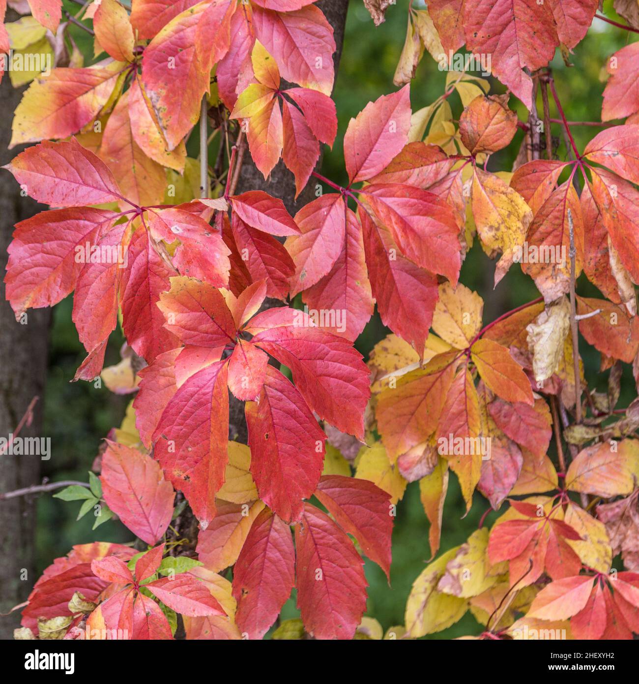Bunte Blätter am Boden in Herbstfarben Stockfoto