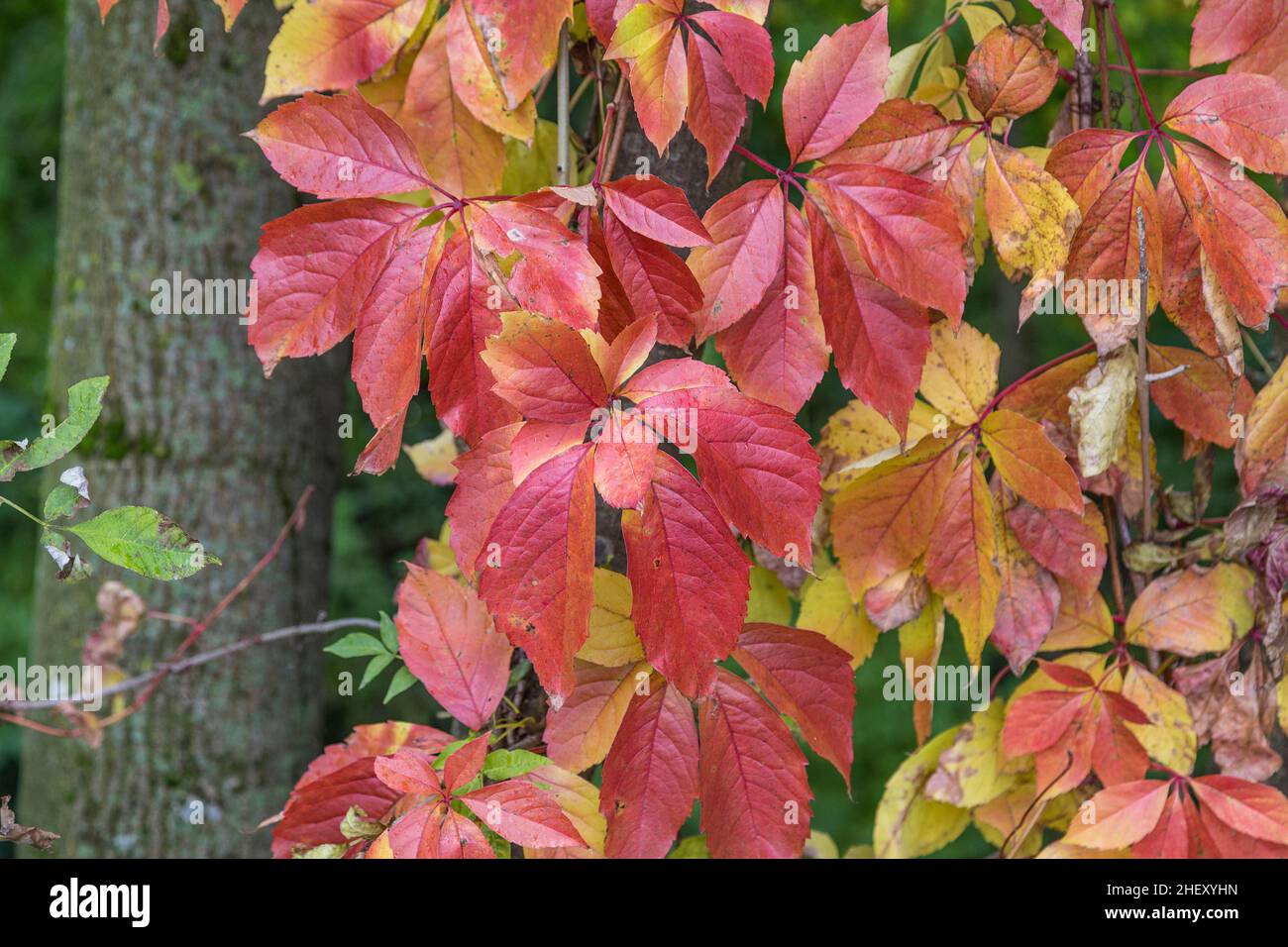Bunte Blätter am Boden in Herbstfarben Stockfoto