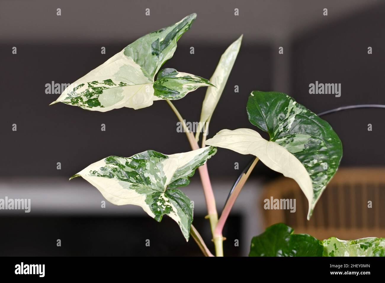 Blätter der exotischen 'Syngonium Podophyllum Varigata'-Zimmerpflanze mit weißen Flecken Stockfoto