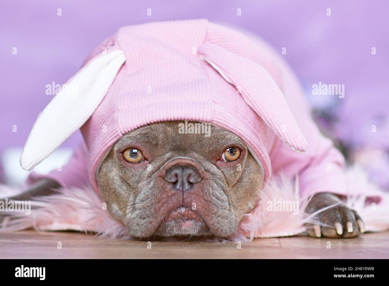 Flieder brindling französischer Bulldogge Hund trägt rosa Osterhase Kostüm Hoodie Stockfoto