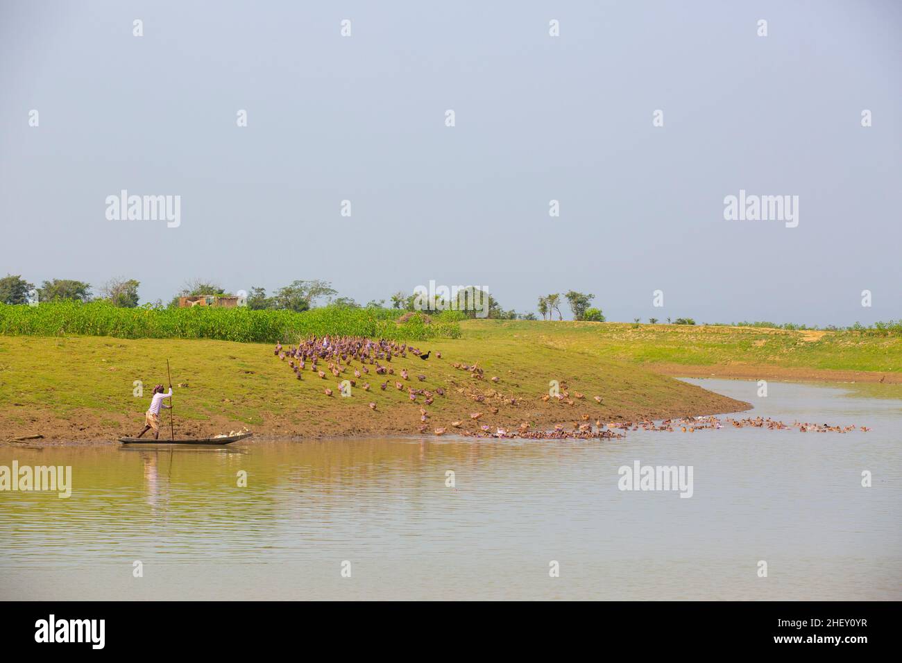 Entenbauer, der in sylhet, bangladesch, eine riesige Herde einheimischer Enten entlang eines Flusskanals hütet. Stockfoto