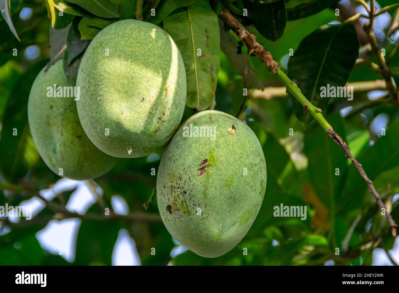 Frische grüne unreife Mango auf dem Baum mit grünen Blättern, die auf dem Bauernhof unter dem Sonnenlicht hängen, für gesunde, Natur und leckeren Saftdrink Wallpap Stockfoto