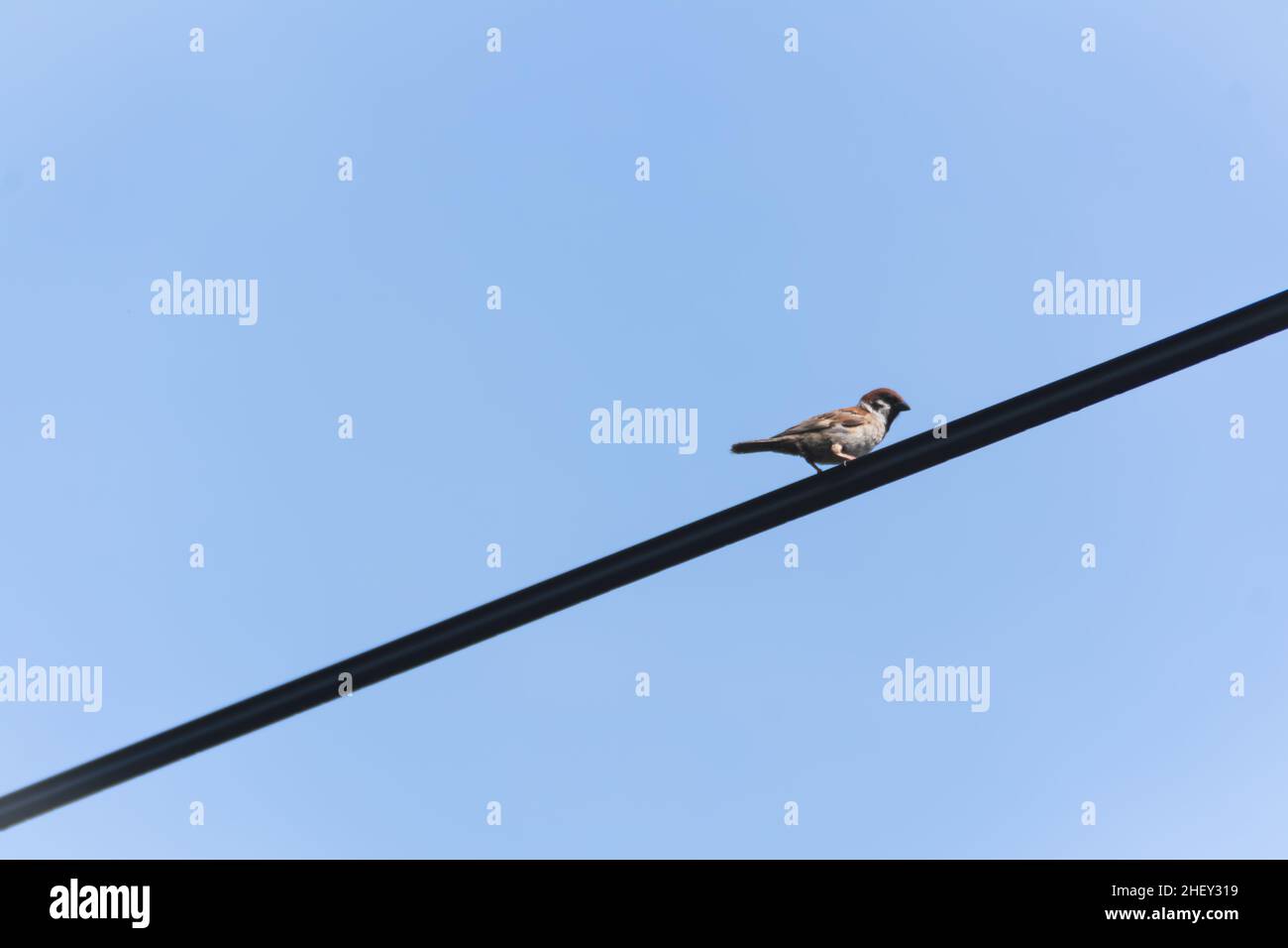 Brauner Spatz aus der alten Welt, der am elektrischen Stadtkabel unter dem klaren und hellblauen Himmel hängt Stockfoto