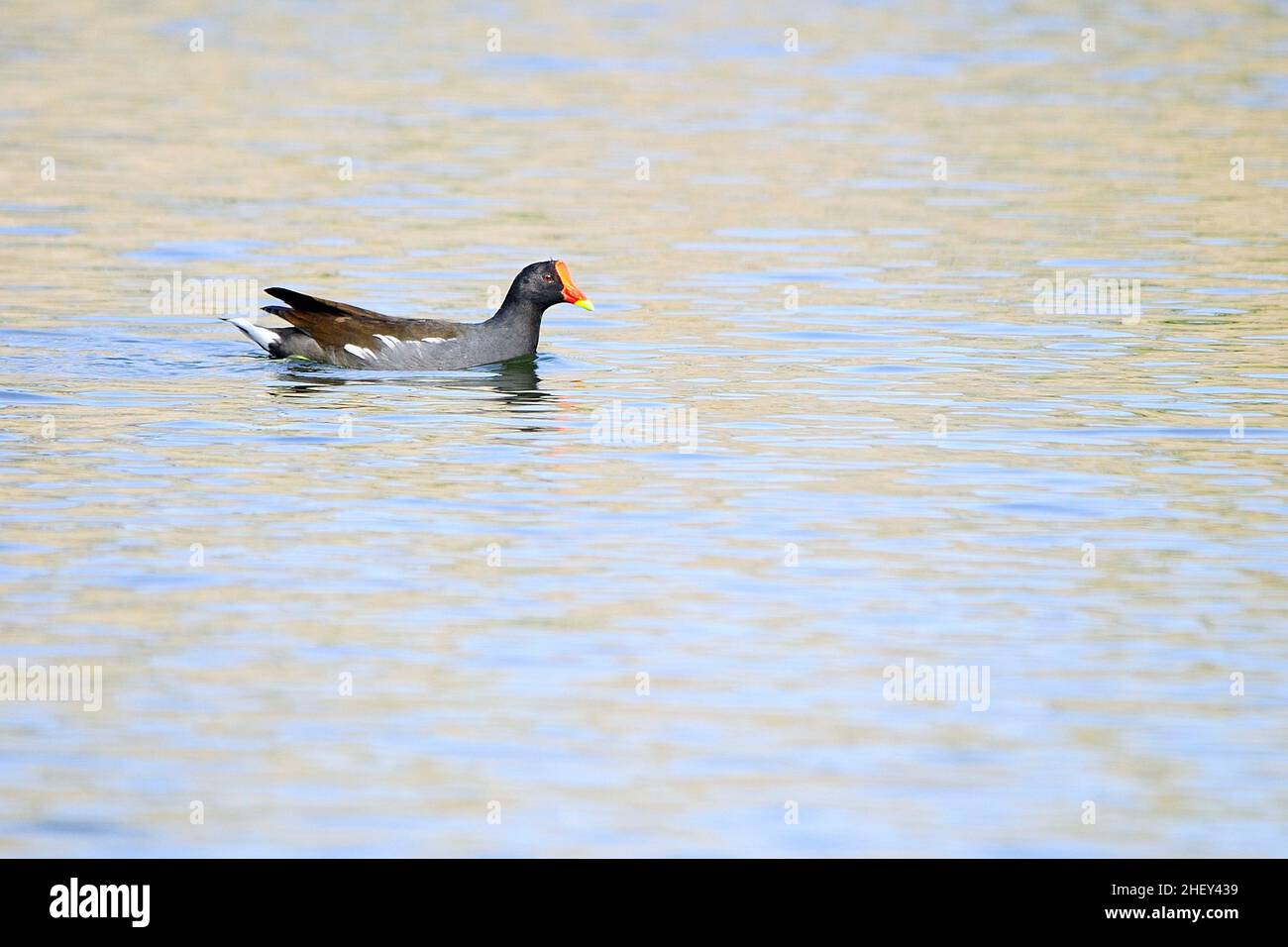 Der Rotbarsch oder Moorhuhn ist eine Vogelart aus der Familie der Rallidae. Stockfoto