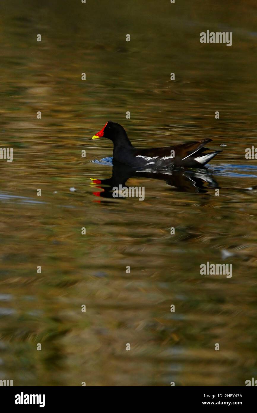 Der Rotbarsch oder Moorhuhn ist eine Vogelart aus der Familie der Rallidae. Stockfoto