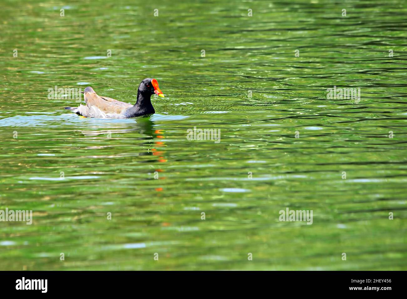 Der Rotbarsch oder Moorhuhn ist eine Vogelart aus der Familie der Rallidae. Stockfoto