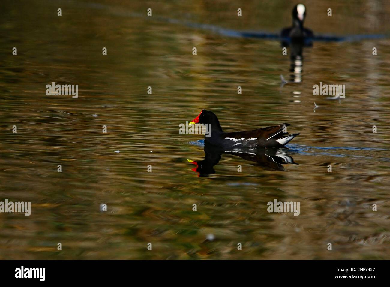Der Rotbarsch oder Moorhuhn ist eine Vogelart aus der Familie der Rallidae. Stockfoto