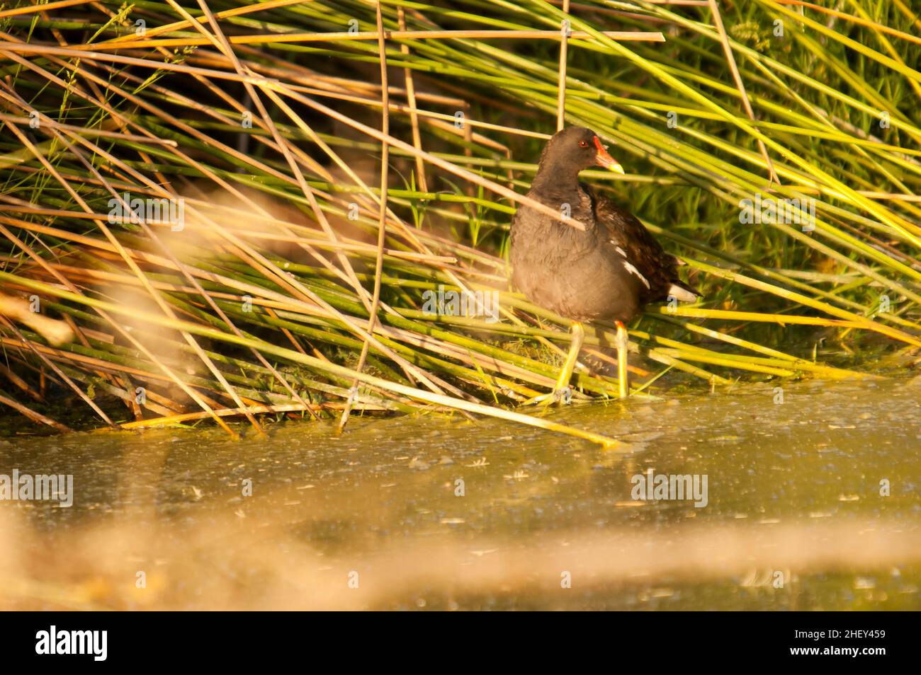 Der Rotbarsch oder Moorhuhn ist eine Vogelart aus der Familie der Rallidae. Stockfoto