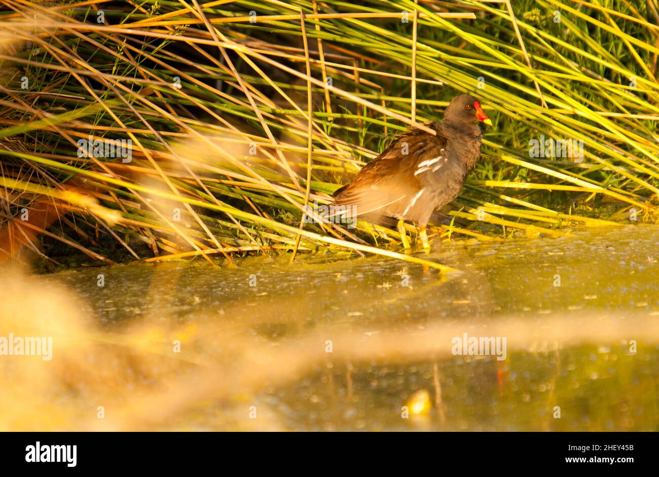 Der Rotbarsch oder Moorhuhn ist eine Vogelart aus der Familie der Rallidae. Stockfoto