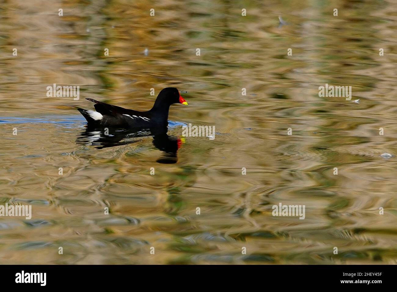 Der Rotbarsch oder Moorhuhn ist eine Vogelart aus der Familie der Rallidae. Stockfoto