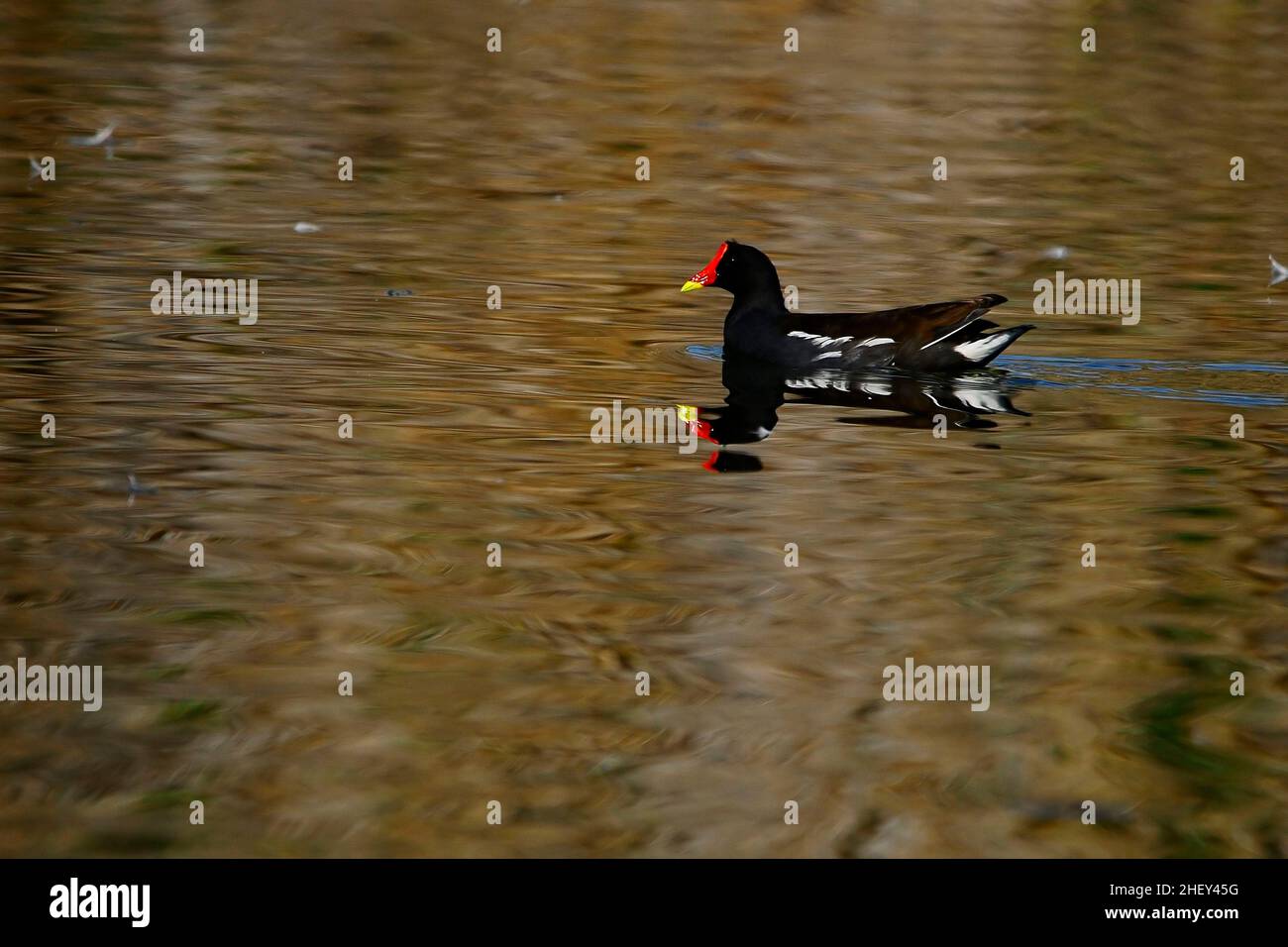 Der Rotbarsch oder Moorhuhn ist eine Vogelart aus der Familie der Rallidae. Stockfoto