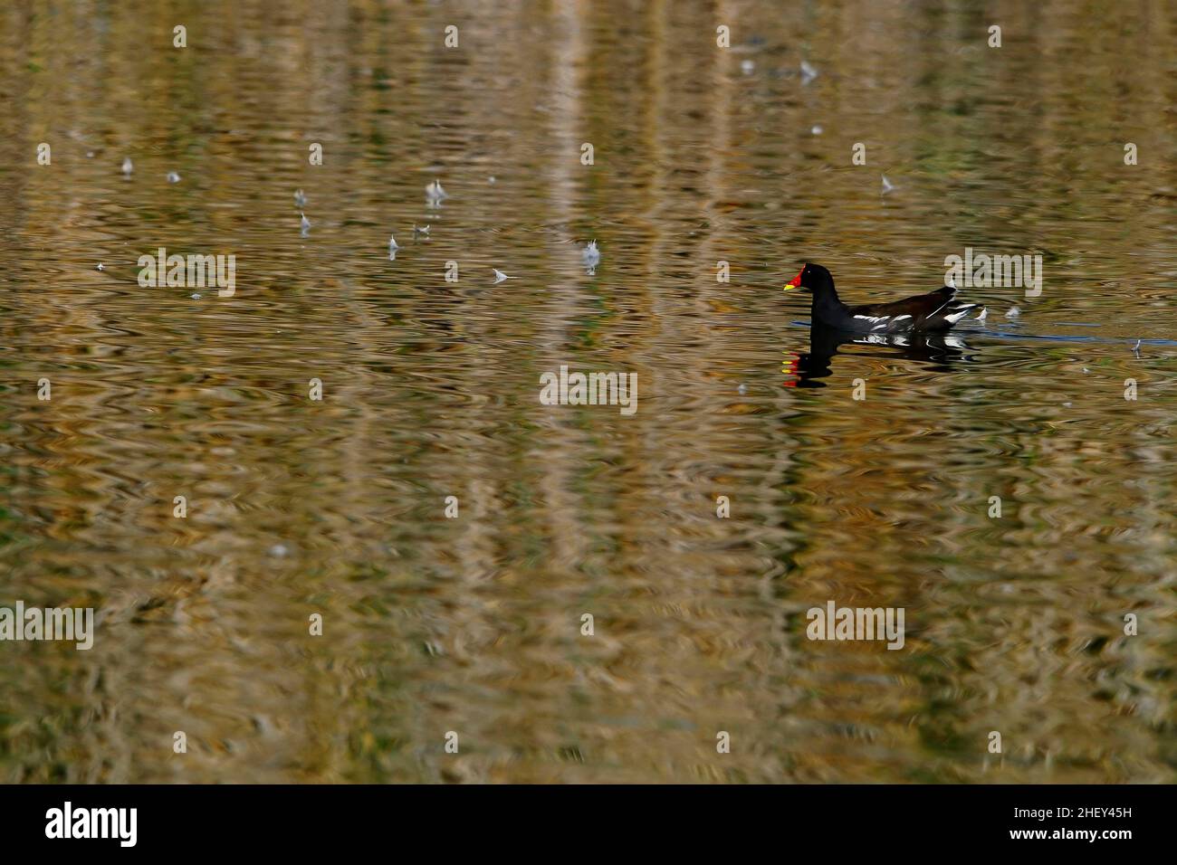 Der Rotbarsch oder Moorhuhn ist eine Vogelart aus der Familie der Rallidae. Stockfoto