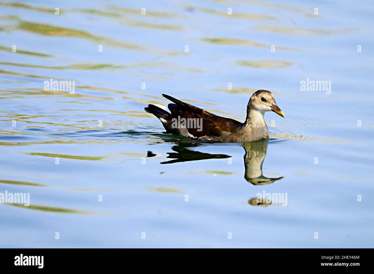 Der Rotbarsch oder Moorhuhn ist eine Vogelart aus der Familie der Rallidae. Stockfoto