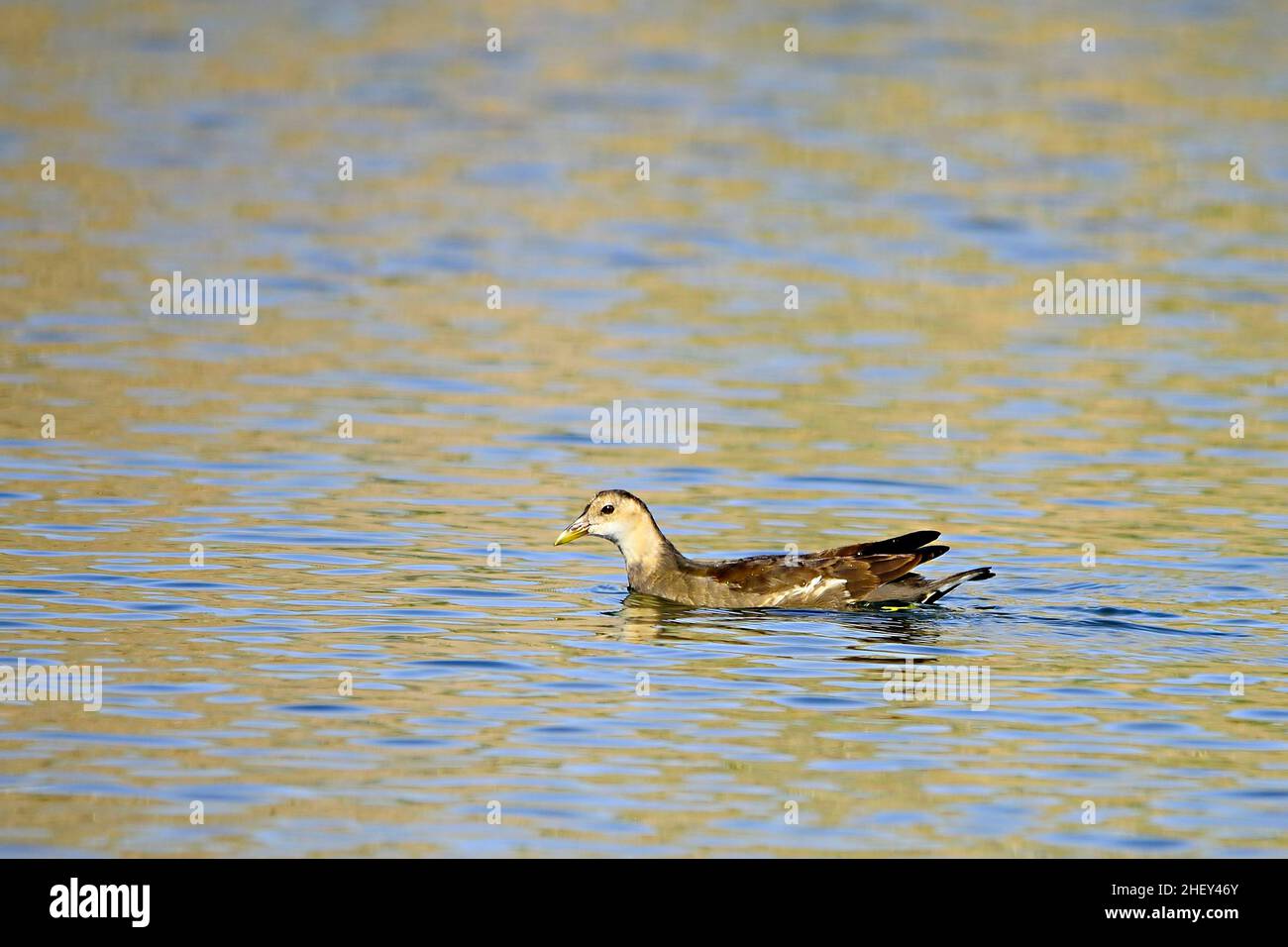 Der Rotbarsch oder Moorhuhn ist eine Vogelart aus der Familie der Rallidae. Stockfoto
