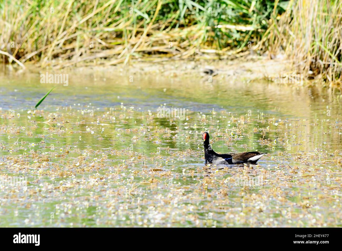 Der Rotbarsch oder Moorhuhn ist eine Vogelart aus der Familie der Rallidae. Stockfoto