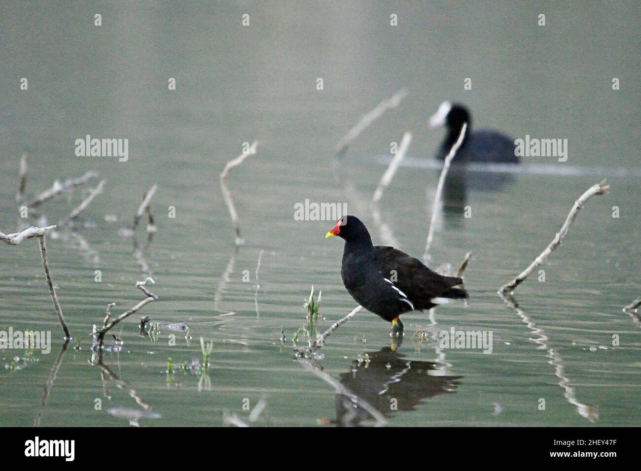 Der Rotbarsch oder Moorhuhn ist eine Vogelart aus der Familie der Rallidae. Stockfoto