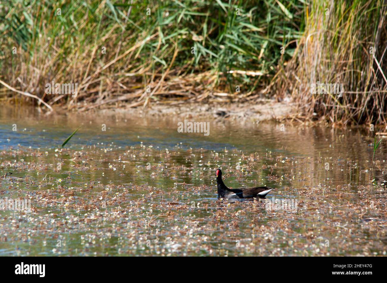 Der Rotbarsch oder Moorhuhn ist eine Vogelart aus der Familie der Rallidae. Stockfoto