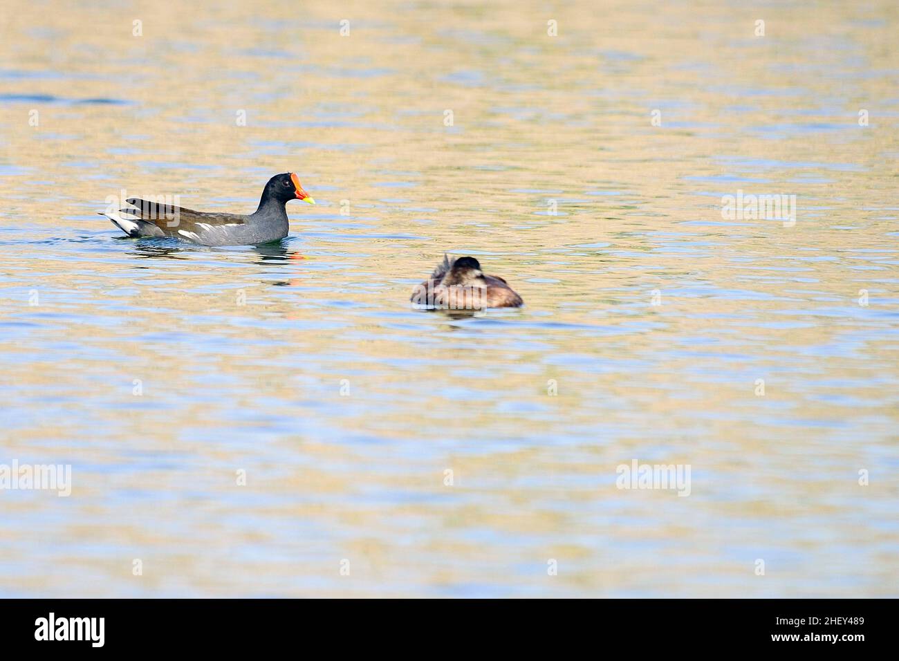 Der Rotbarsch oder Moorhuhn ist eine Vogelart aus der Familie der Rallidae. Stockfoto