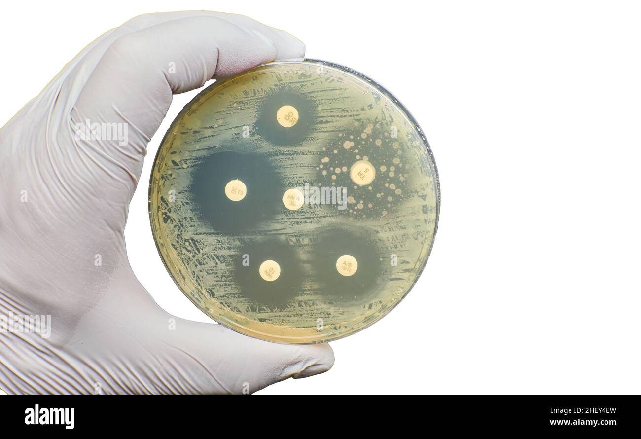 Antibiogramm Antimikrobielle Resistenz gegen Bakterien Diffusionstest Stockfoto