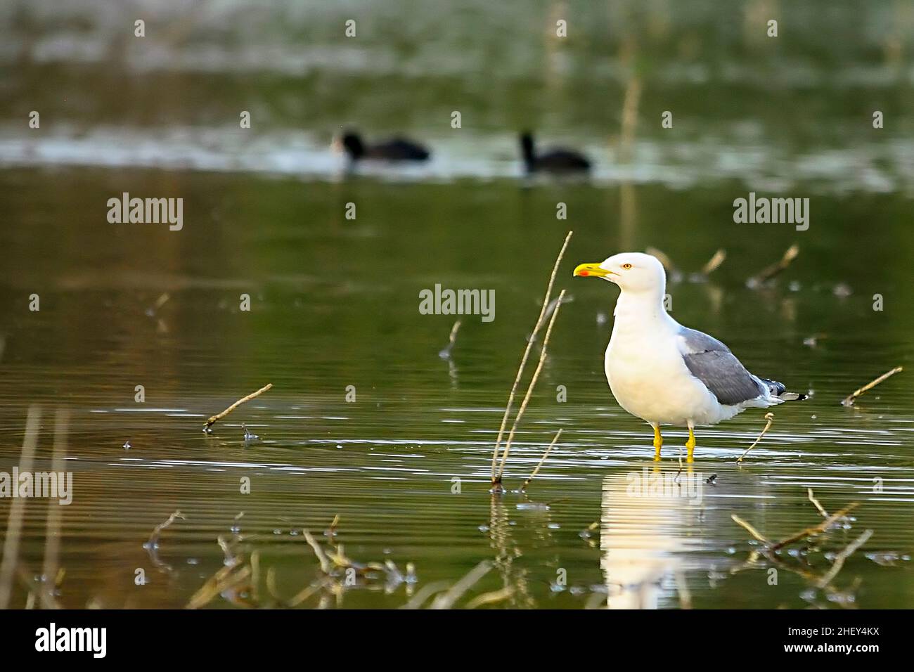 Die Gelbmöwe ist eine Art von Charadriiform-Vogel aus der Familie der Laridae. Stockfoto