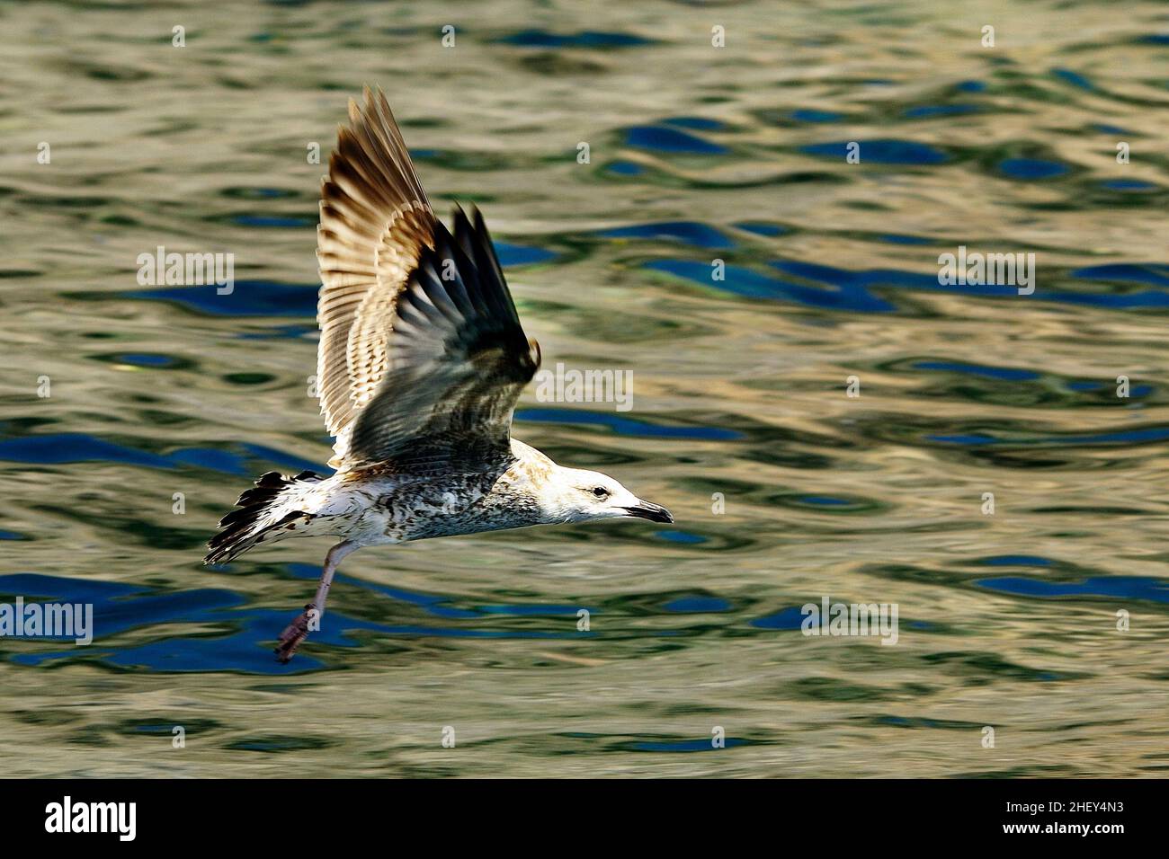 Die Gelbmöwe ist eine Art von Charadriiform-Vogel aus der Familie der Laridae. Stockfoto