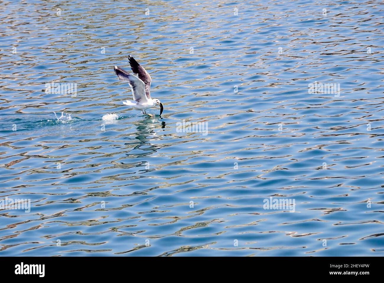 Die Gelbmöwe ist eine Art von Charadriiform-Vogel aus der Familie der Laridae. Stockfoto
