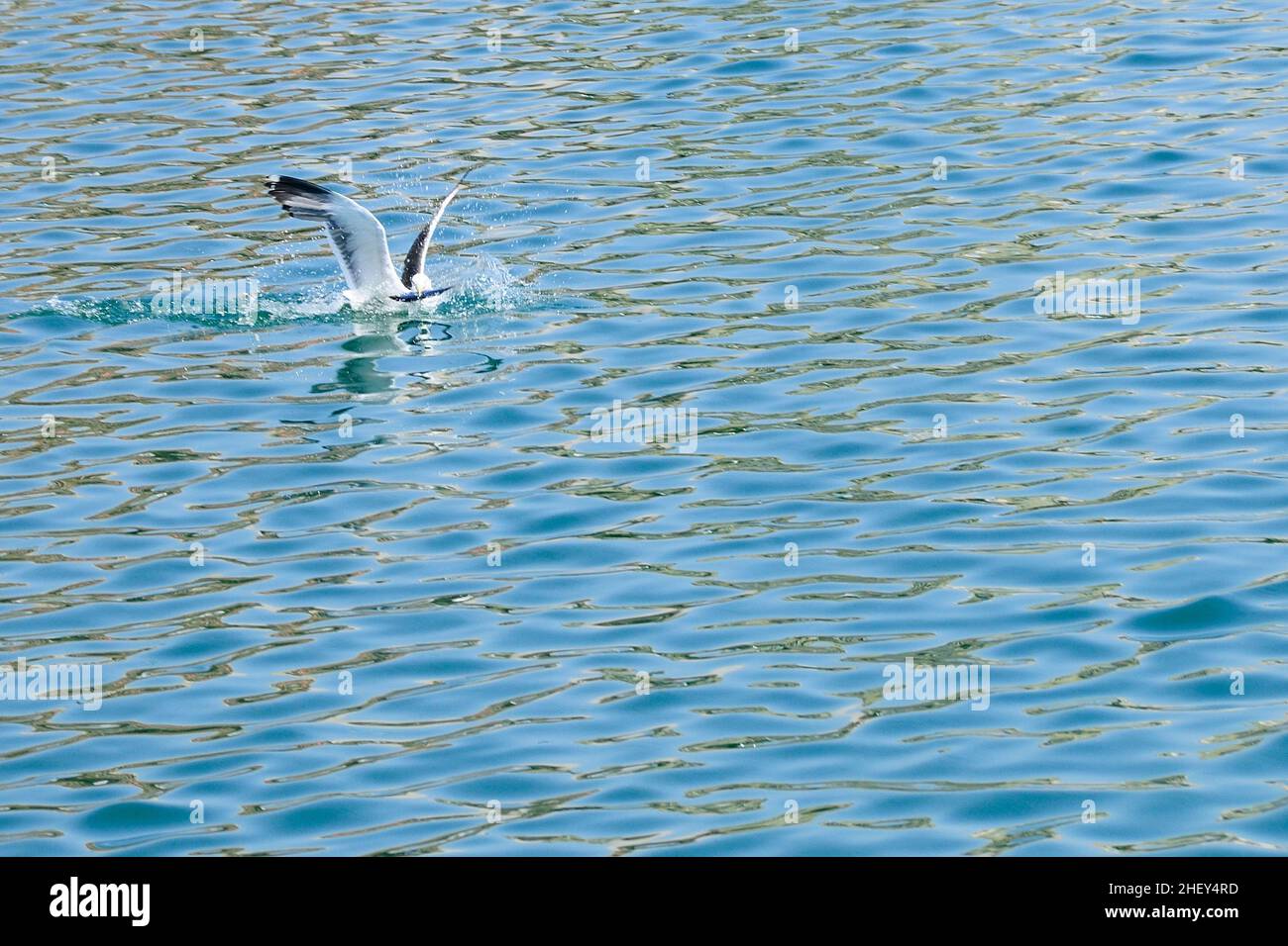 Die Gelbmöwe ist eine Art von Charadriiform-Vogel aus der Familie der Laridae. Stockfoto