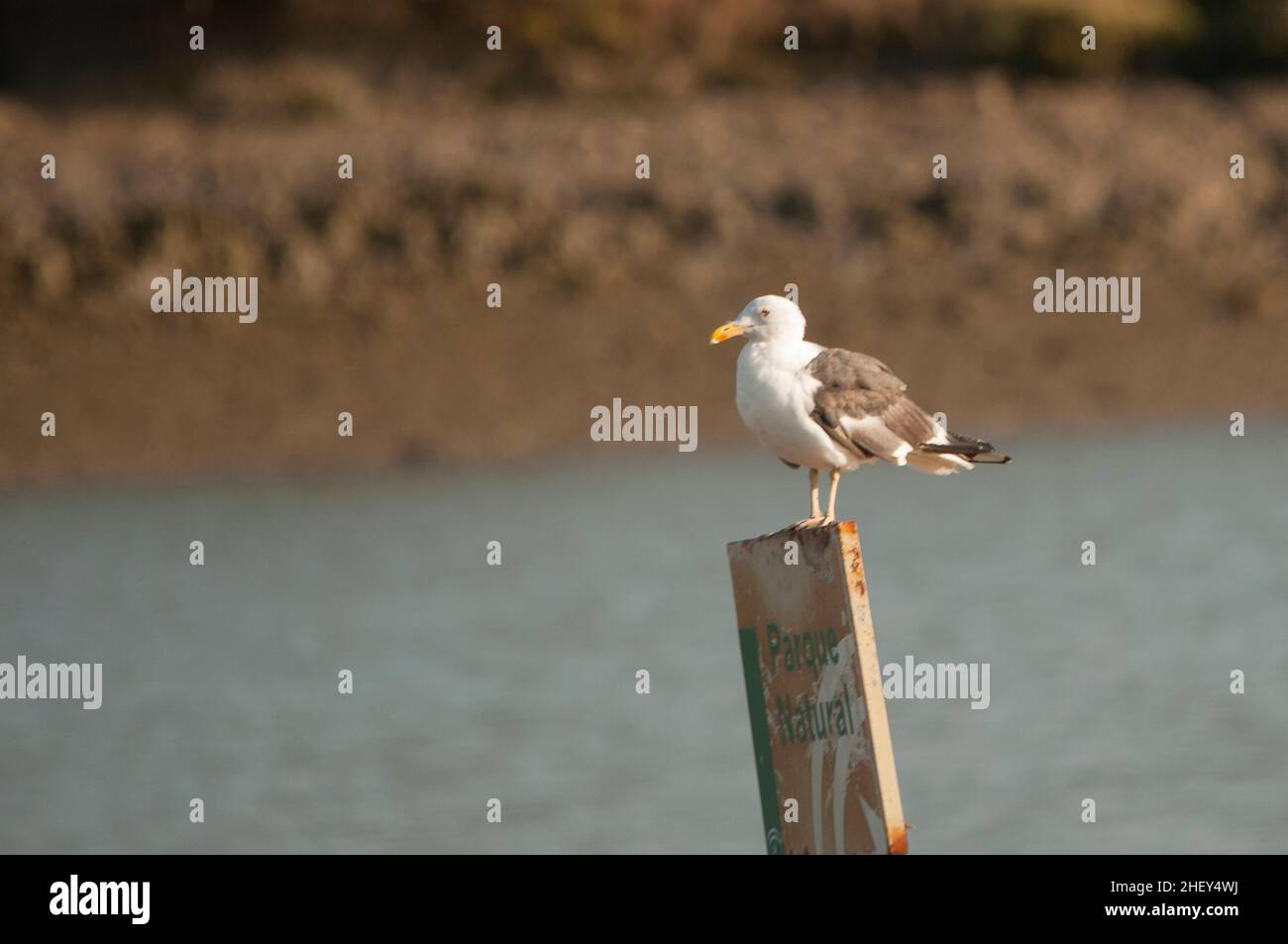 Die Gelbmöwe ist eine Art von Charadriiform-Vogel aus der Familie der Laridae. Stockfoto