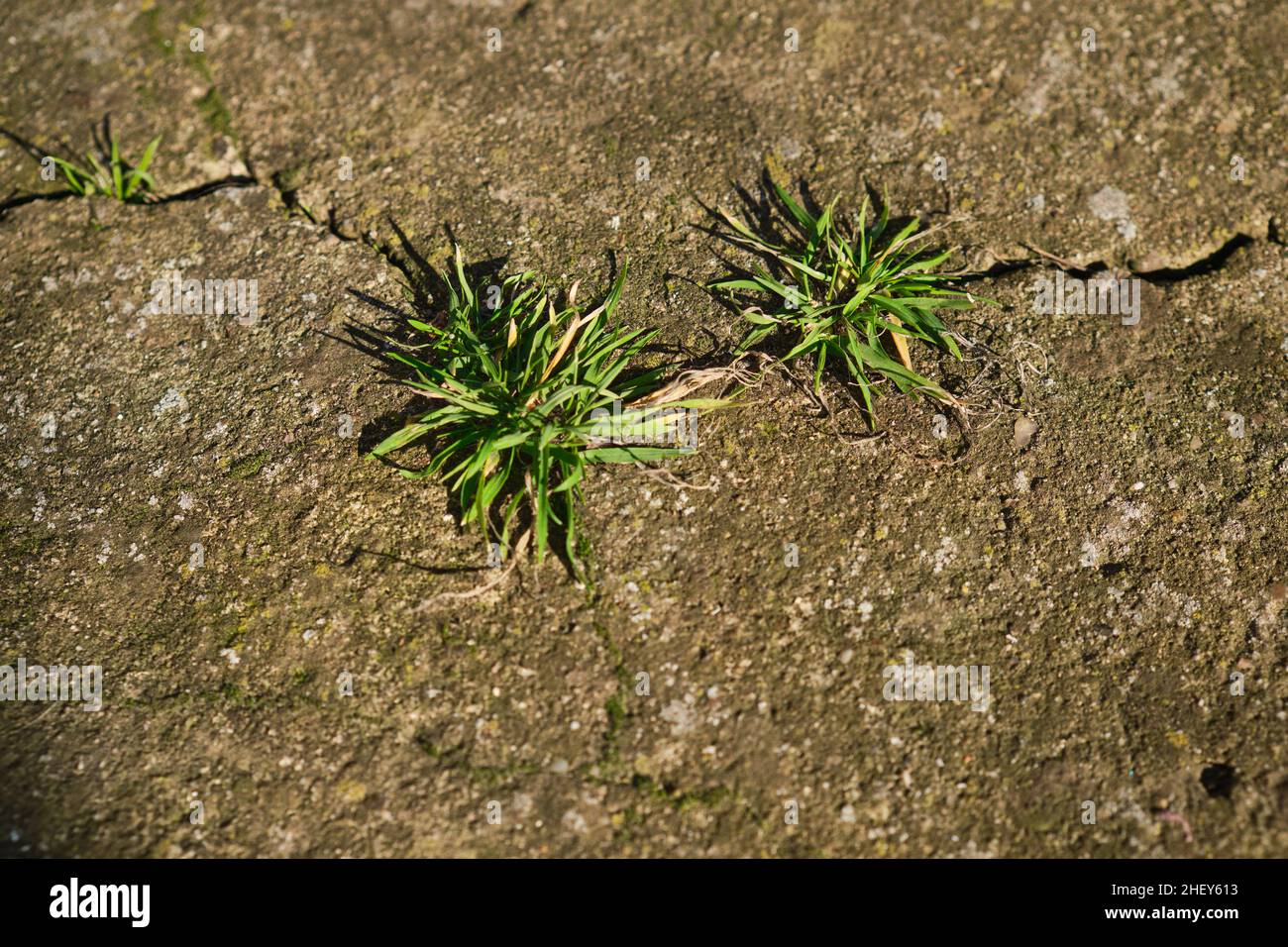 Gras, das aus dem zerrissenen Beton wuchs, sprieß durch den Asphalt Stockfoto