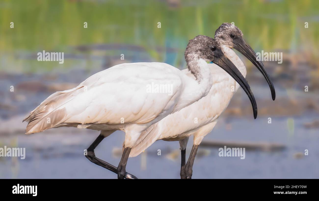 Ein paar Schwarzkopf-Ibis-Vögel Stockfoto