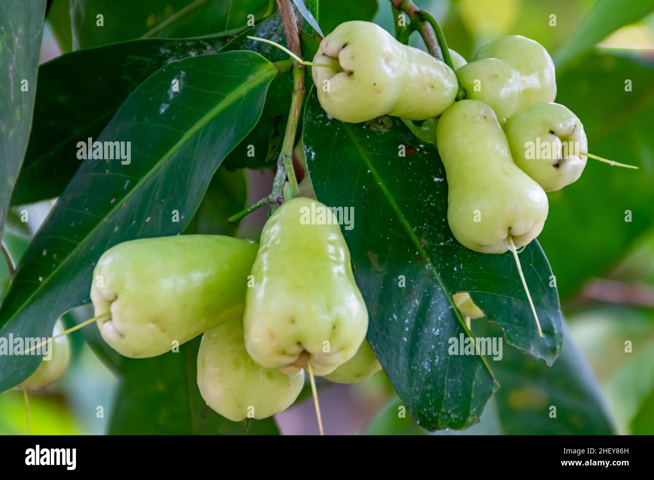 Nahaufnahme von frischen reifen roten Rosenäpfeln auf dem Baum mit grünen Blättern, die unter dem Sonnenhimmel vor einem verschwommenen und weichen Hintergrund hängen Stockfoto