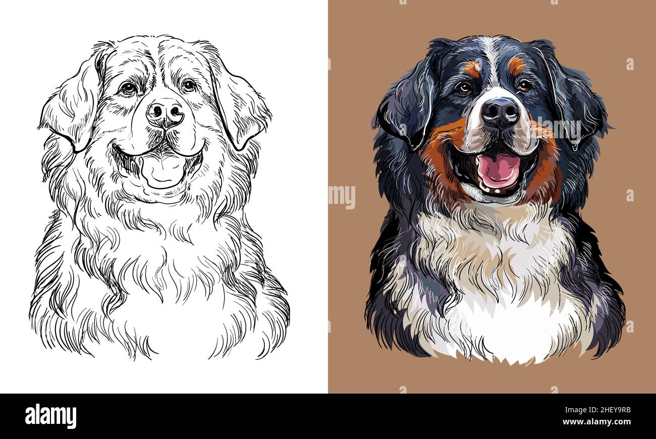 Vektor-Handzeichnung Berner Sennenhund monochrom und farbig Stock Vektor