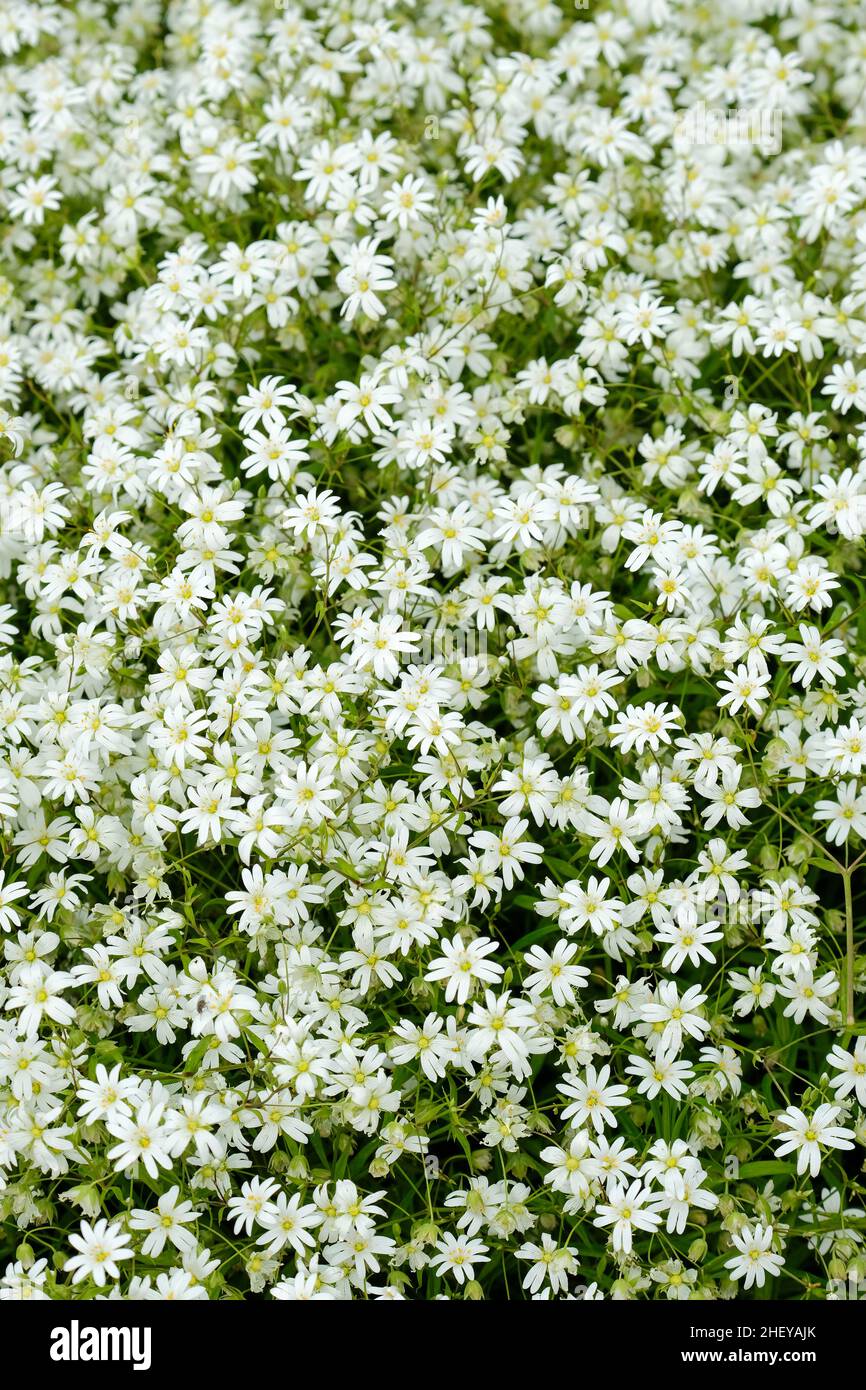 Stellaria holostea, größere Stichwürze, größere Sternwürze oder Beißfleisch. Blick hinunter auf ein Bett aus weißen Blumen Stockfoto