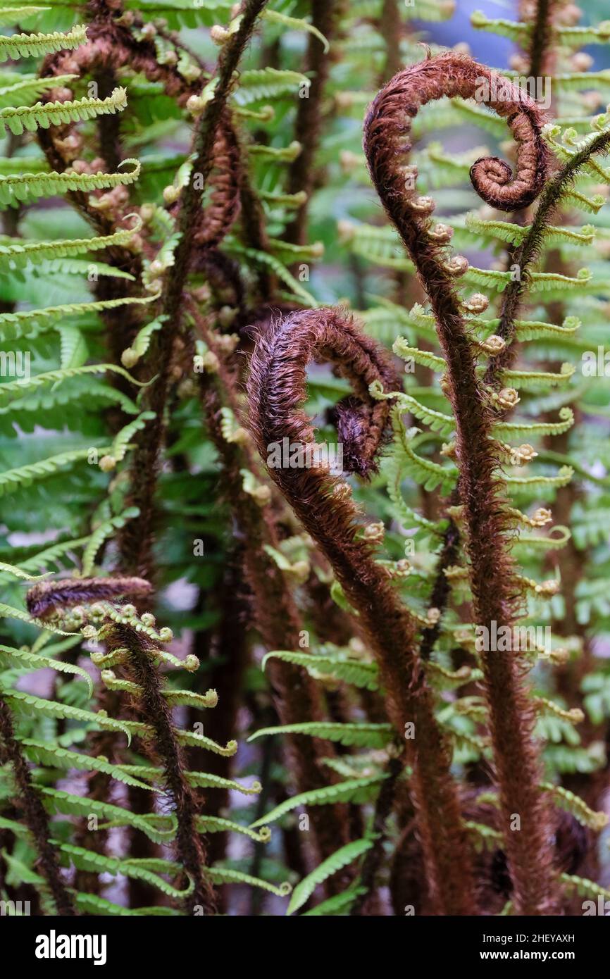Dryopteris wallichiana, alpiner Holzfarn. Wedel, die sich im Frühjahr ausrollen Stockfoto