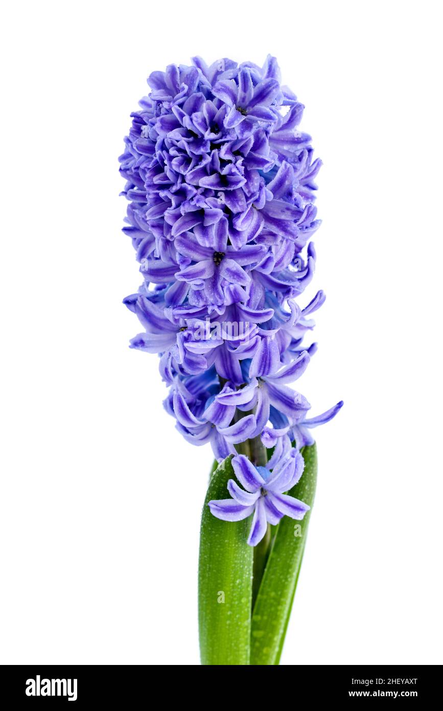 Blaue Hyazinthe-Blume mit Wassertropfen isoliert auf weißem Hintergrund Stockfoto