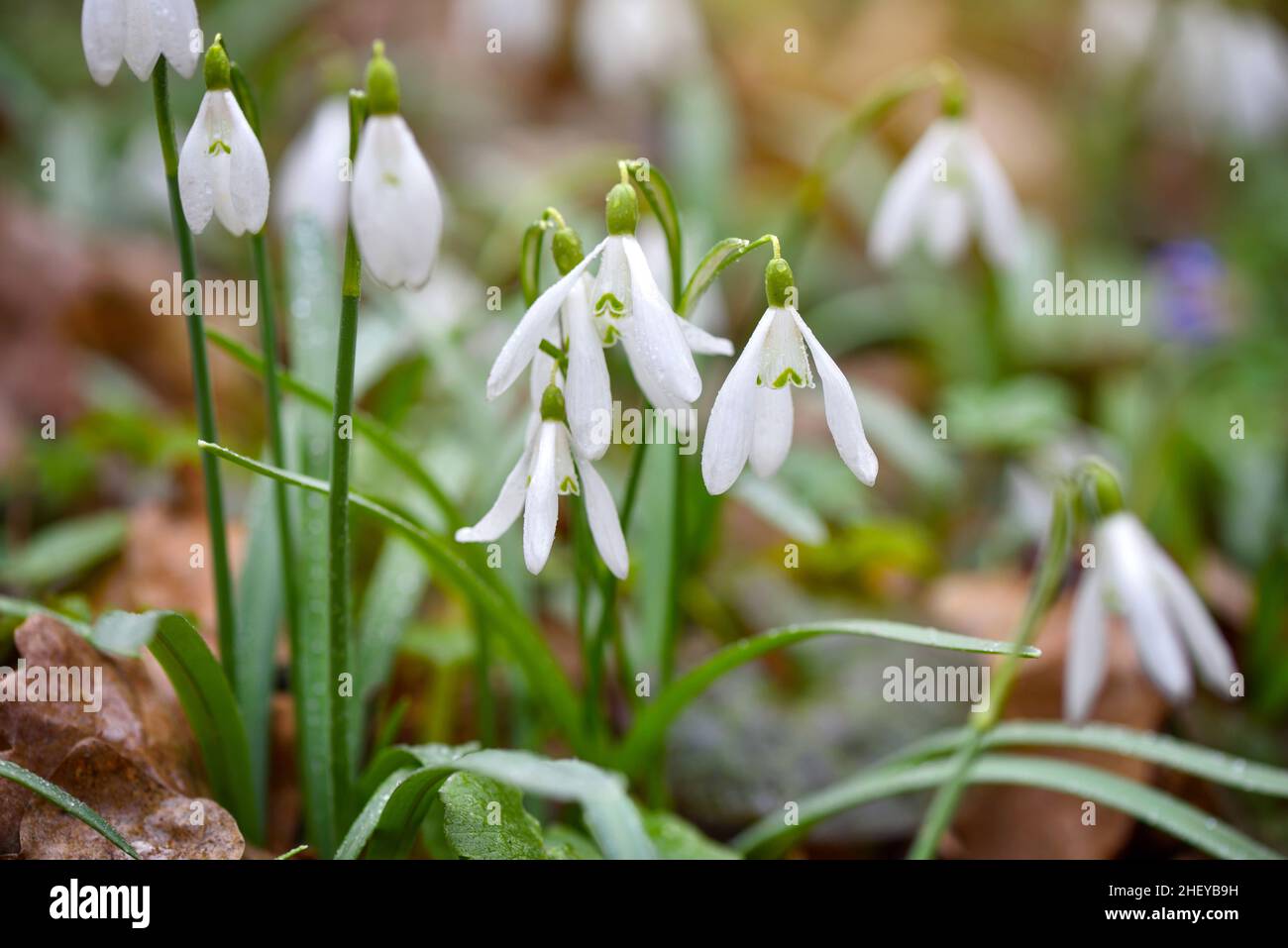 Schneeglöckchen (Galanthus) im Frühlingswald. Vorboten der Erwärmung symbolisieren die Ankunft des Frühlings Stockfoto