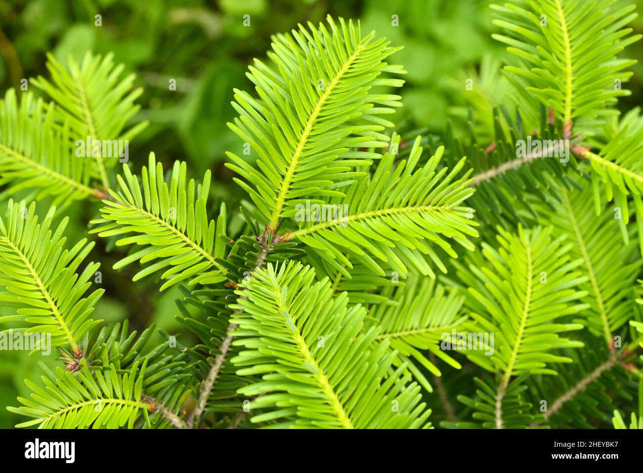 Nahaufnahme eines jungen frischen Zweiges einer Silbertanne (Abies alba). Natürlicher Hintergrund Stockfoto