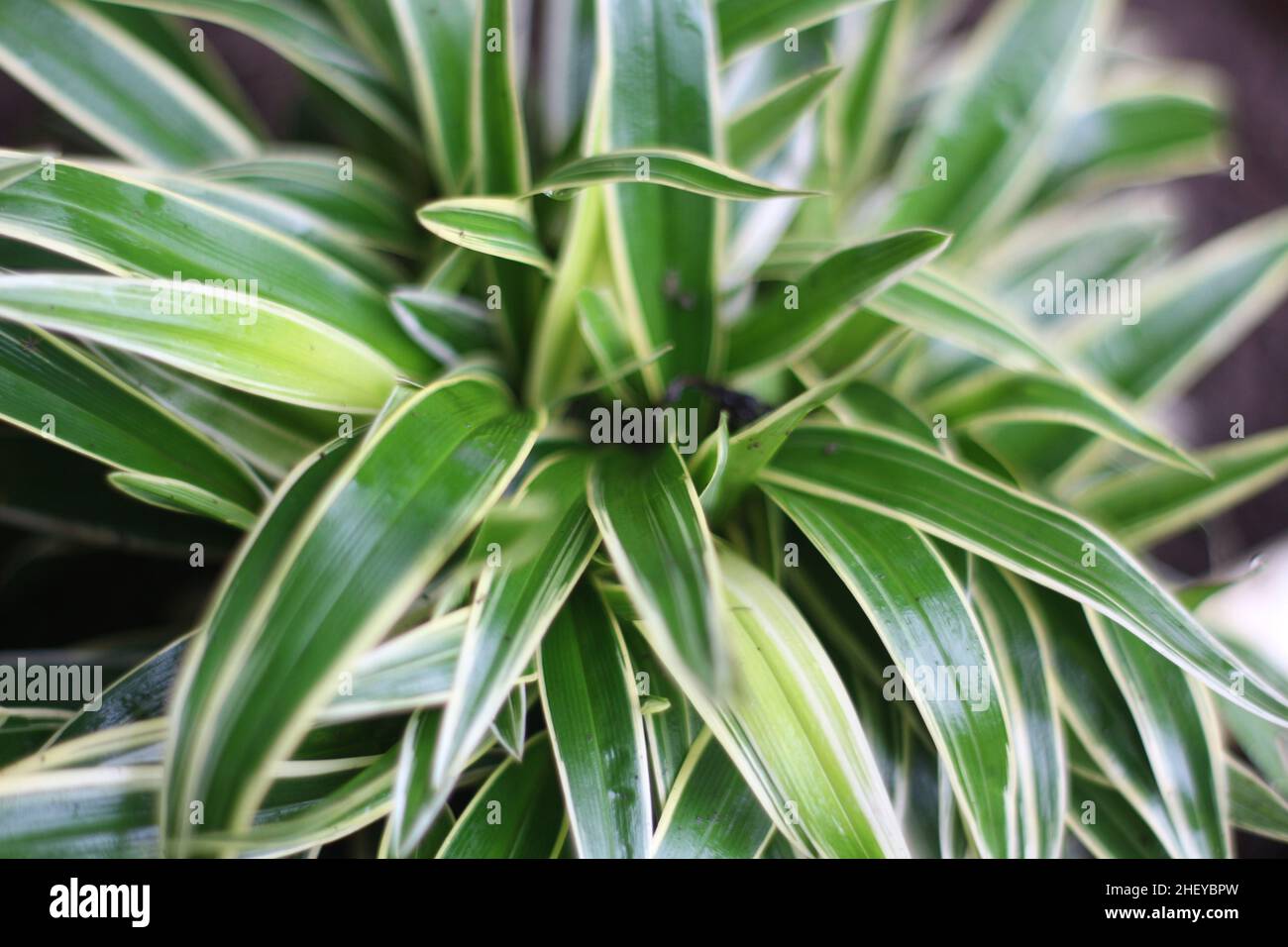 Cornstalk dracena Golden Coast. Lateinischer Name - Dracena fragrans Goldene Küste Stockfoto