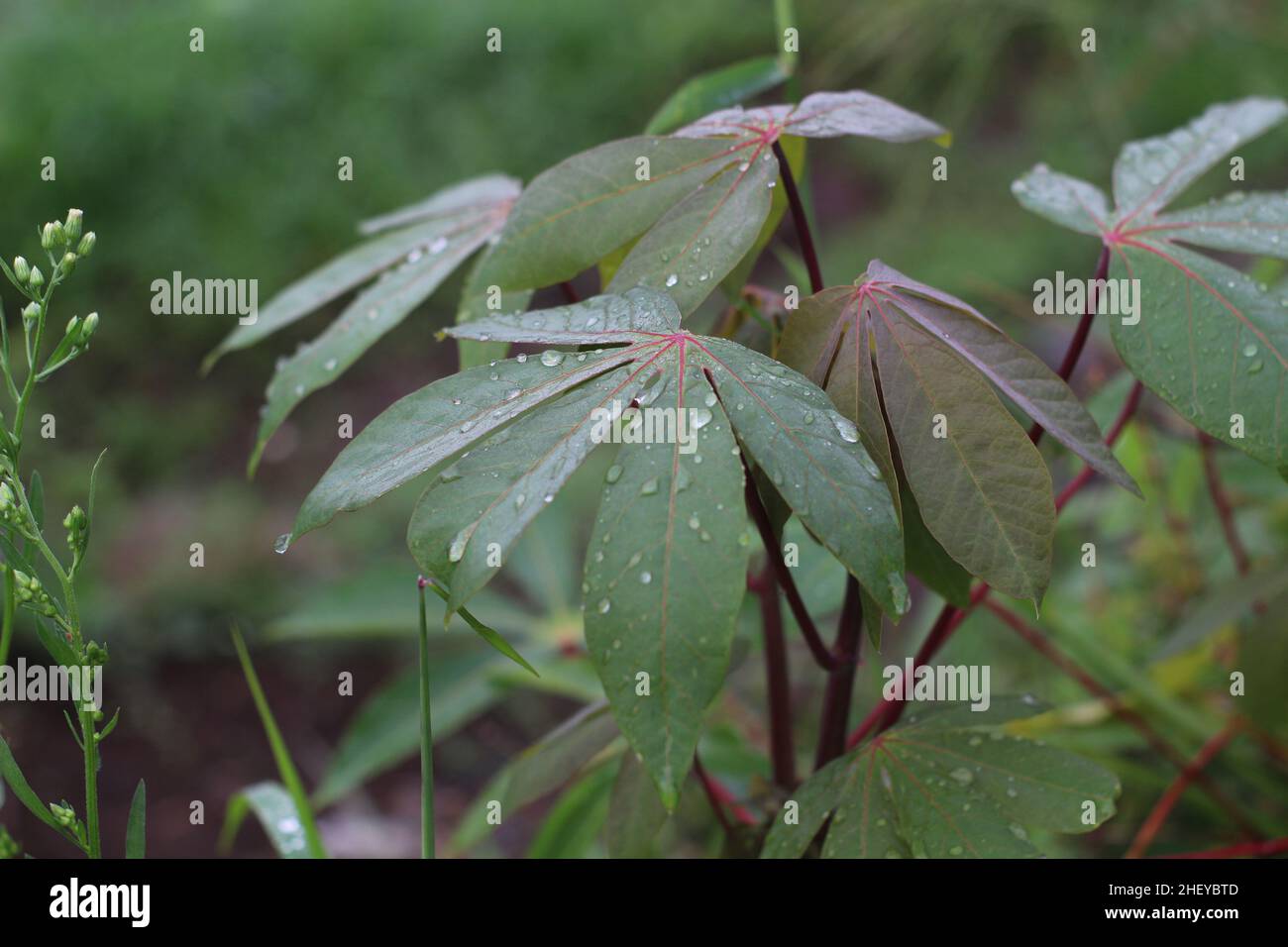 Nahaufnahme von Cassava-Blättern, die durch Tau im Garten nass sind Stockfoto