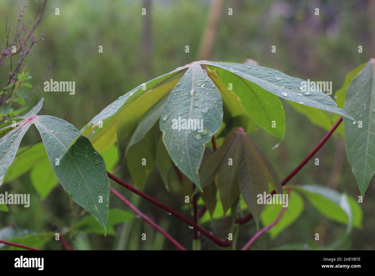 Nahaufnahme von Cassava-Blättern, die durch Tau im Garten nass sind Stockfoto