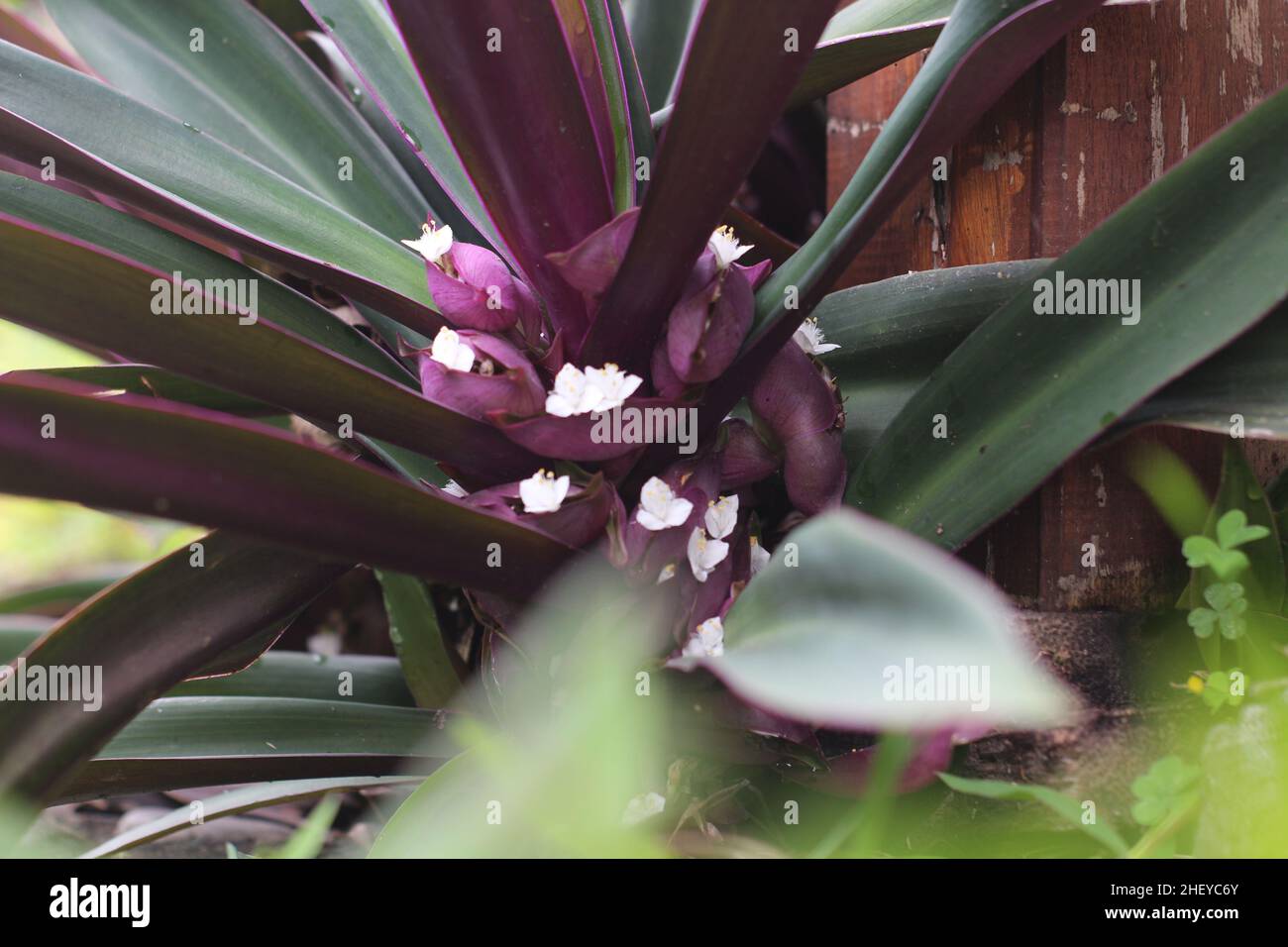 Cordyline fruticose Fotos und Bildmaterial in hoher Auflösung Alamy