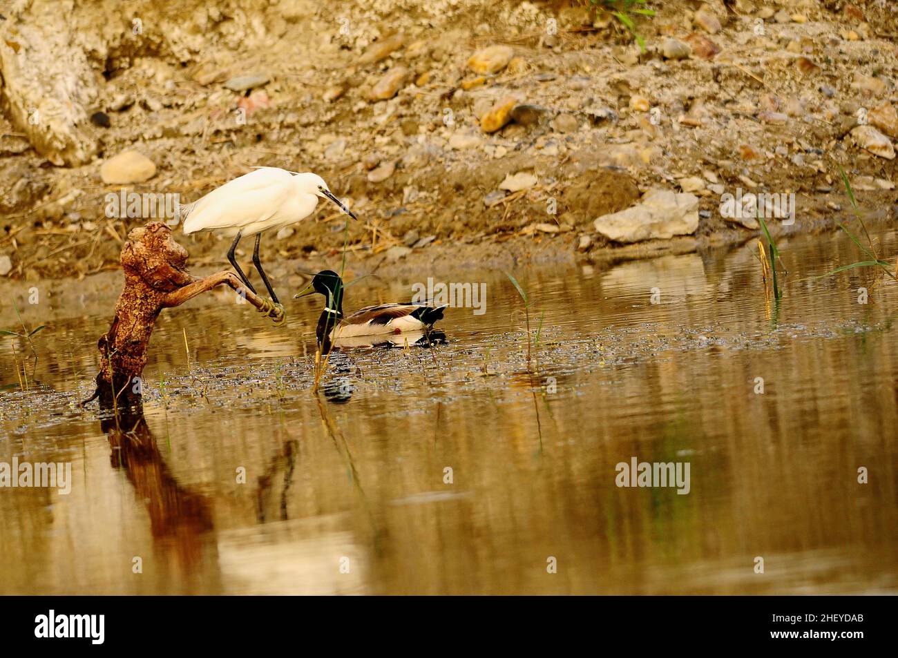 Der kleine Reiher ist eine Art pelecaniform Vogel aus der Familie der Ardeidae. Stockfoto