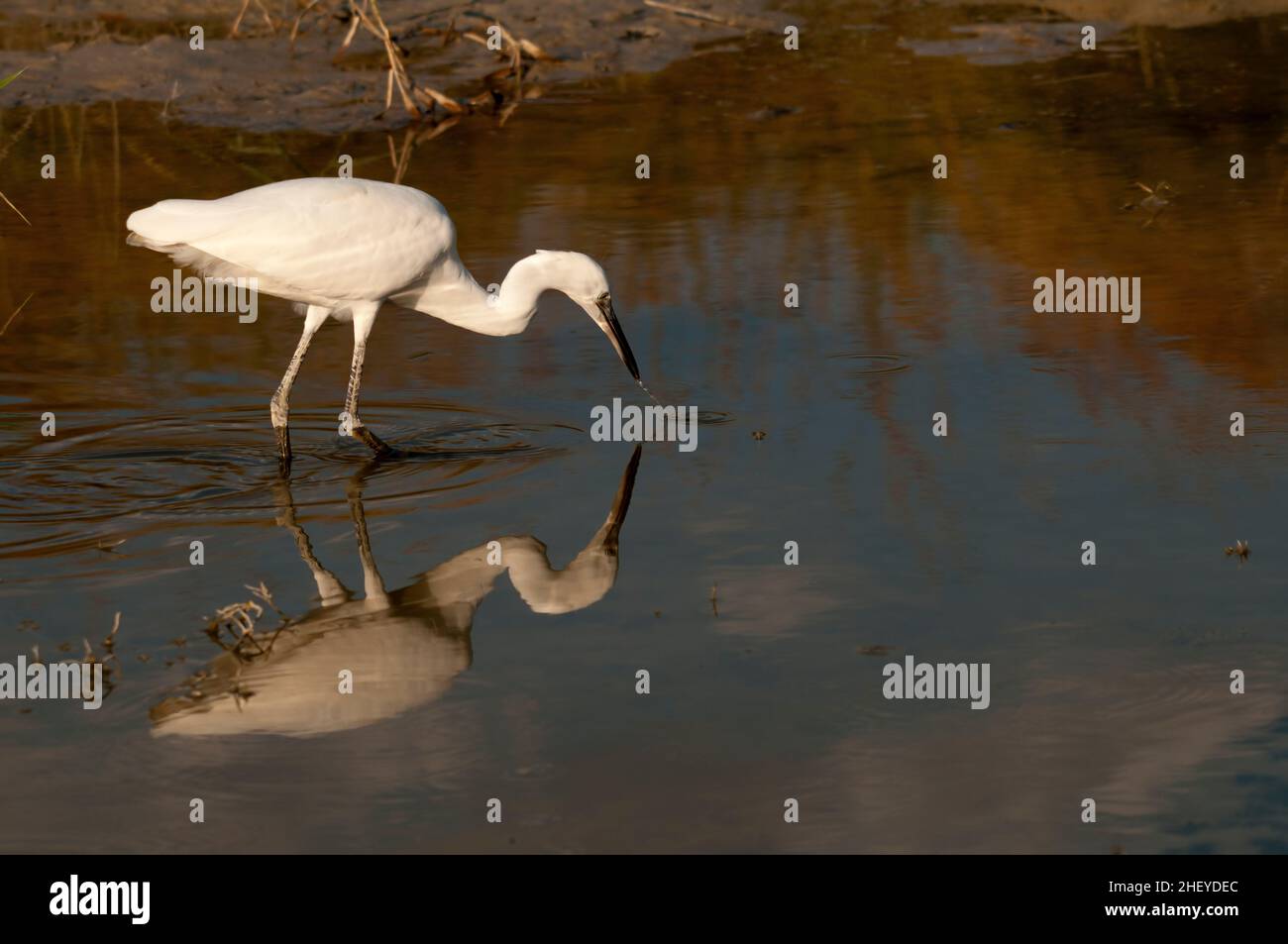 Der kleine Reiher ist eine Art pelecaniform Vogel aus der Familie der Ardeidae. Stockfoto