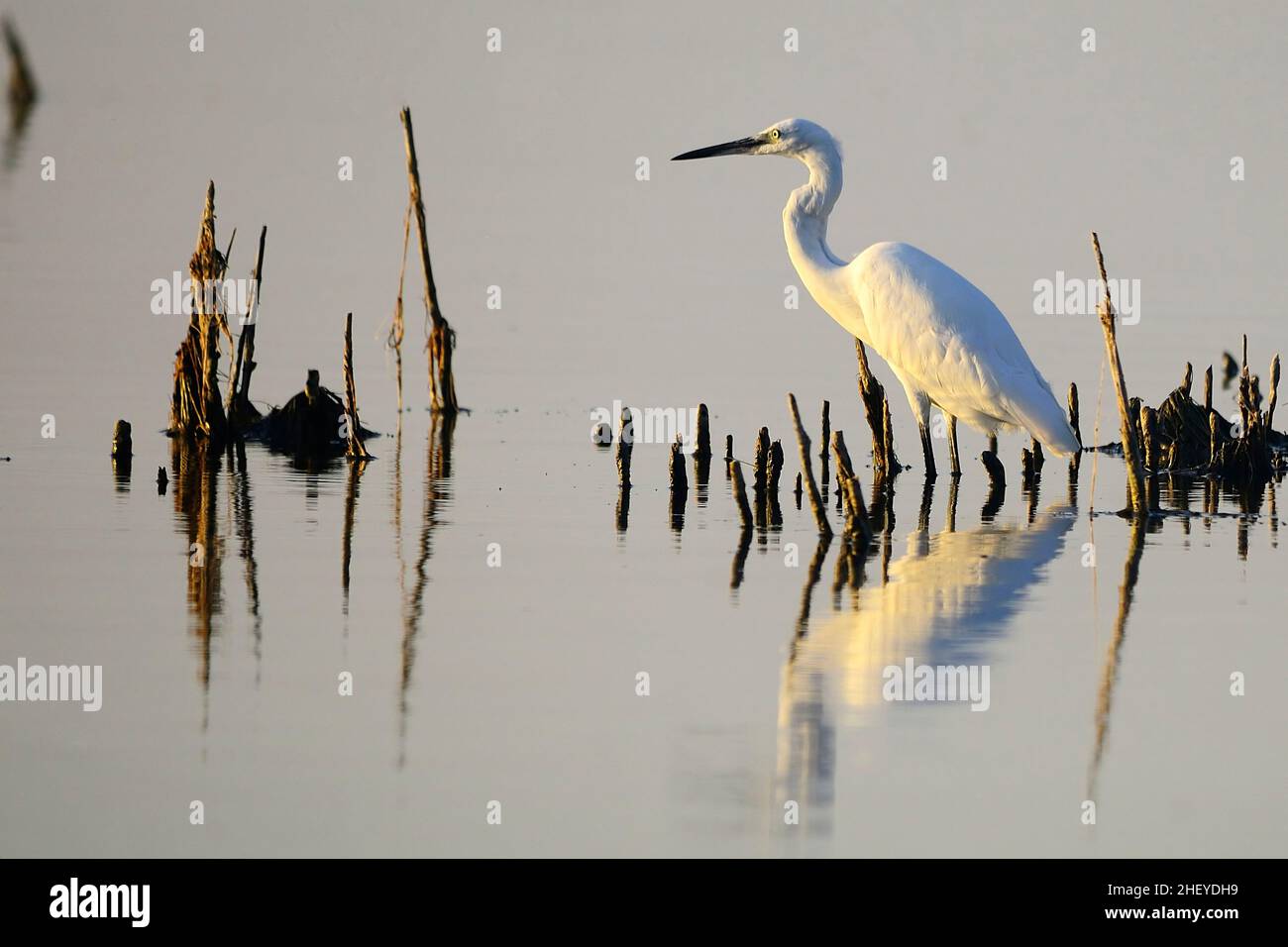 Der kleine Reiher ist eine Art pelecaniform Vogel aus der Familie der Ardeidae. Stockfoto