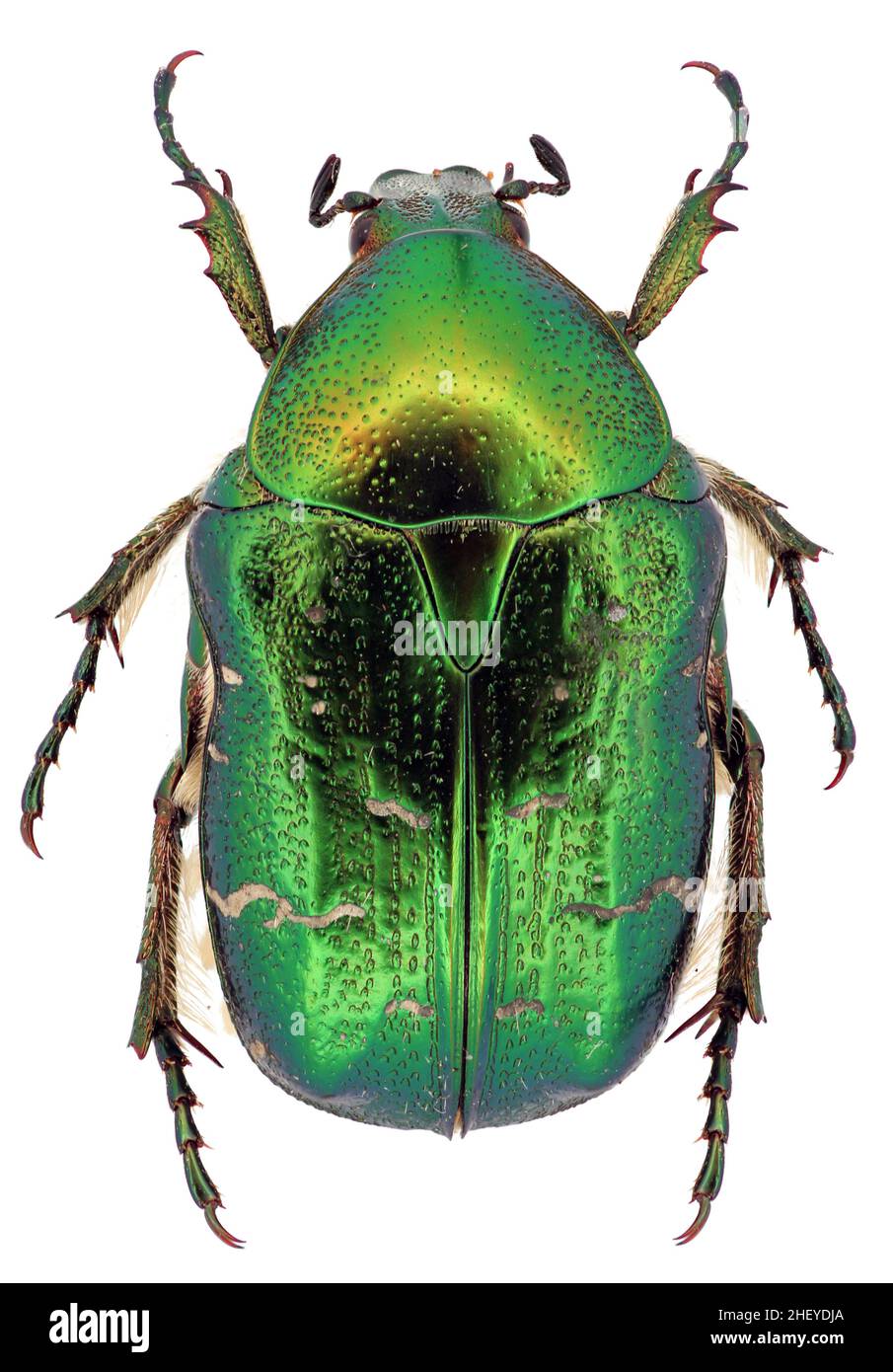 Cetonia aurata nannte den Rosenchafer oder den grünen Rosenchafer auf weißem Hintergrund Stockfoto