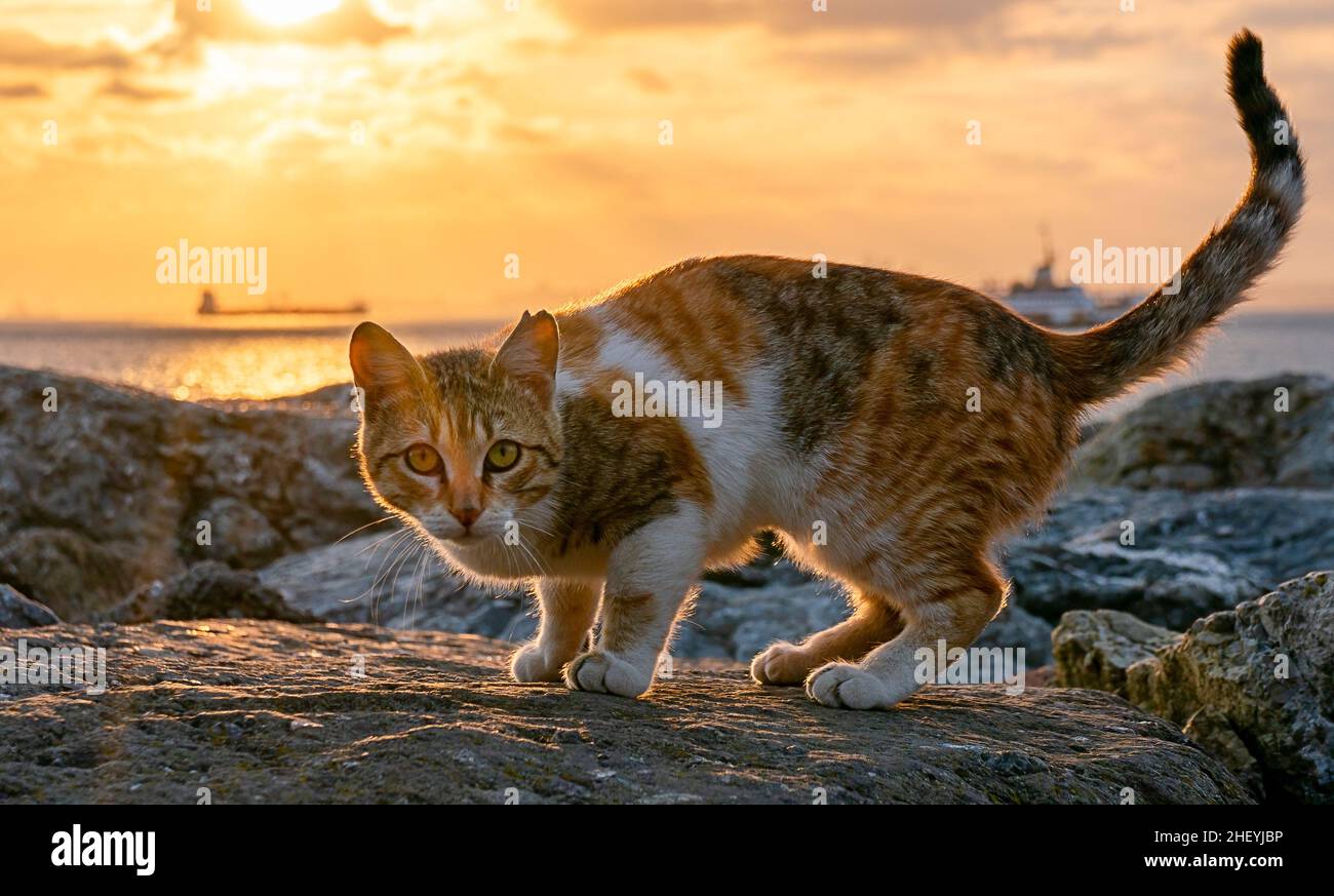 Eine streunende Katze sitzt auf den Steinen der Uferpromenade in Istanbul. Sonnenuntergang über der Bosporus Strait Stockfoto