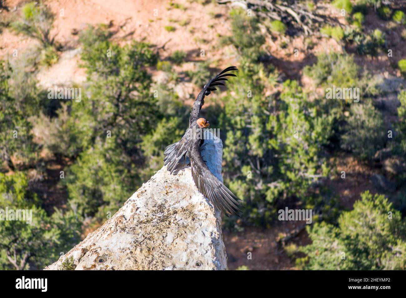 Geier im Great Canyon in der Nähe von Maricopa Point tragen sie eine Homing-Vorrichtung und eine Identifikation, die vom Ranger kontrolliert werden muss Stockfoto