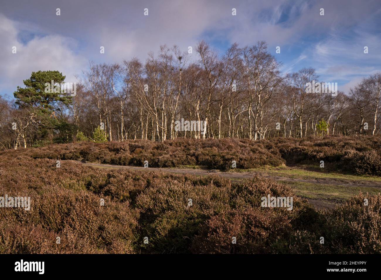 Stanton Moor, Derbyshire, Peak District Woodland Stockfoto