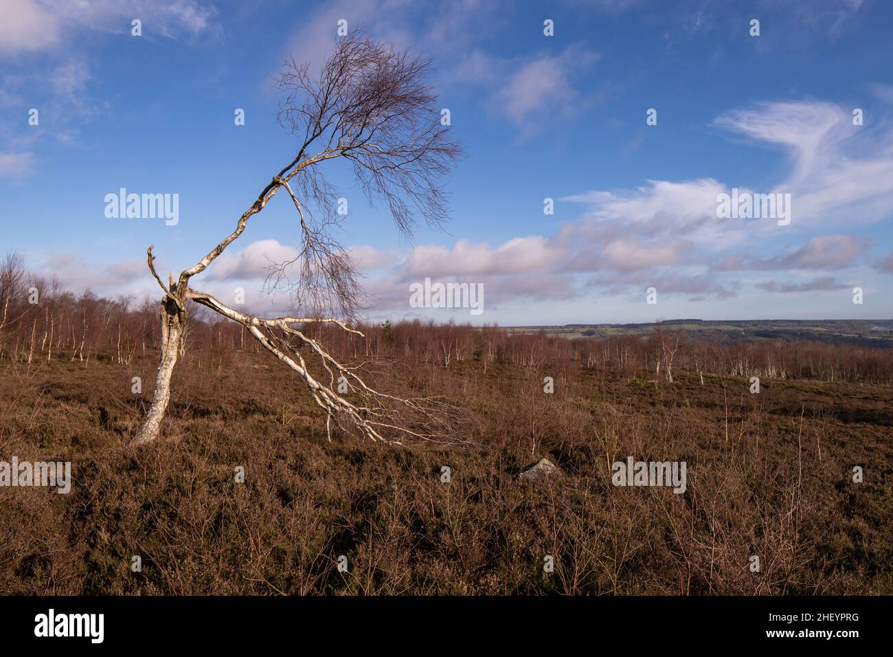 Einsamer, windgepeitschte Baum, Stanton Moor Derbyshire Stockfoto